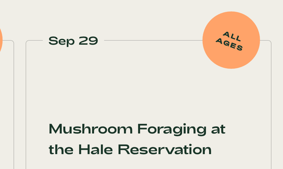 Work Sans Font Combinations & Similar Fonts · Typewolf